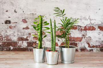 trio of pretty houseplants in metal pots with peeling brick wall background