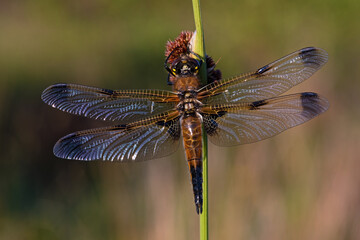 Four Spotted Chaser Dragonfly (Libellula quadrimaculata) sparkling in the early morning light