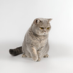 Obraz premium British shorthair adult cat on the studio background