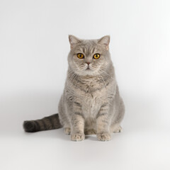 Fototapeta na wymiar British shorthair adult cat on the studio background