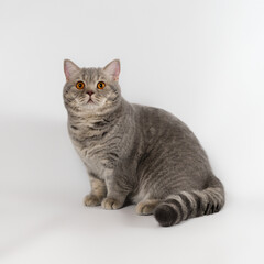 British shorthair adult cat on the studio background