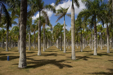 Fototapeta premium island palm trees Exotic landscape tropics summer