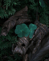 three-leaf clover and brown leaves on the ground