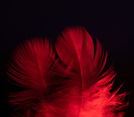 plume rouge