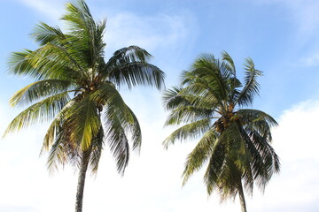 Fototapeta na wymiar palm tree on sky