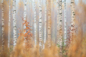 Birch (Betula pendula) tree trunks in autumn forest