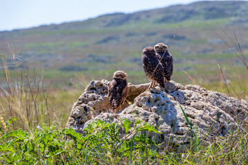 Corujas no Parque Nacional da Serra da Canastra em Minas Gerais, Brasil.