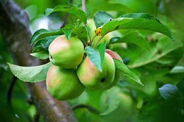 Reife Äpfel im Baum
