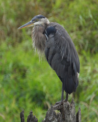 Great Blue Heron - picture No1