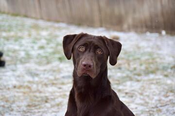 chocolate labrador retriever