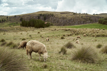 Ovejas Comiendo en Campo