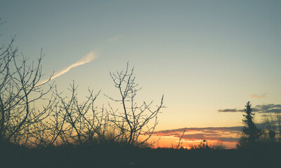 Fototapeta premium the rising sun among the trees