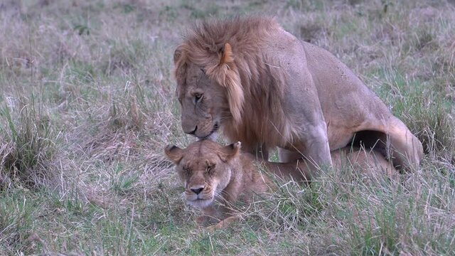 A lions couple mating as they face the camera.
