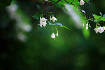 녹색 바탕에 흰꽃 