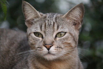 Fototapeta na wymiar gato miau felis catus 