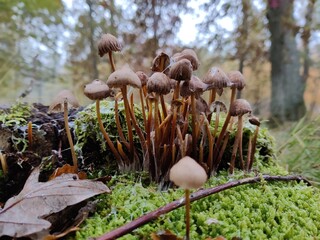 Gruppe von kleinen Pilzen mit Pilzkappe und Stengel auf einem toten, bemoosten Baumstumpf in Makro...