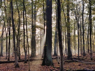 Die Sonne bricht am Morgen mit Lichtstrahlen durch den Nebel im Herbstwald des Mönchbruch in Hessen