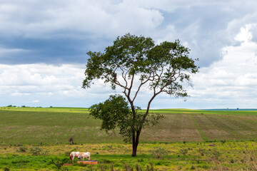 Fototapeta na wymiar Dois cavalos brancos próximos de um bebedouro no campo perto de uma árvore.