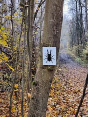 Rätselhaftes Zeichen eines Käfers (Hirschhornkäfer?) im Wald des Kühkopfs als Wanderzeichen oder als Warnung