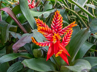 Aechmea Coelestis, tropical blooming plant