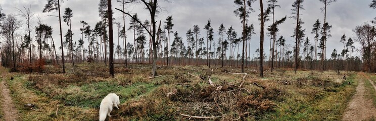 Zeichen des Waldsterbens aus Dürren, des Klimawandels und des Borkenkäfers: Ein ausgedünntes...