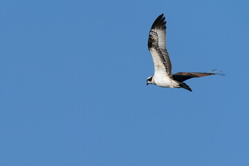 osprey in flight