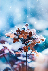 Macro of a dried, brown and frosty hydrangea flowers. Shallow depth of field, soft focus, blur and...