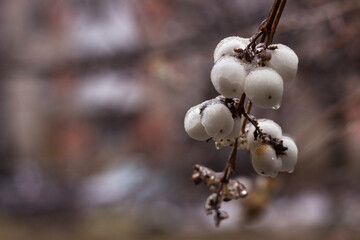 White berries of a snowberry (Symphoricarpos albus) in drops of freezing rain. Frozen round unusual berries. Background