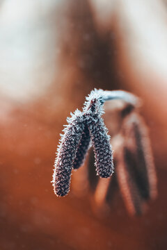 Macro of frosty catkins hanging from a branch. Creamy brown soft and moody background, shallow depth of field. A photo of early first frost