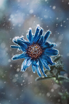 Macro of a single blue frosty aster flower on dark and moody background. Shallow depth of field, soft focus, blur and snowfall. A photo of early first frost