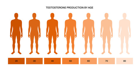 Testosterone level chart