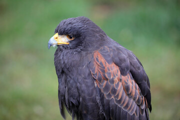 Schöner Greifvogel