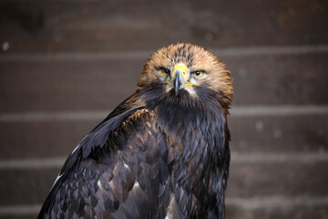 Schöner Greifvogel