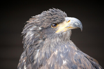 Schöner Greifvogel