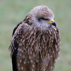 Schöner Greifvogel