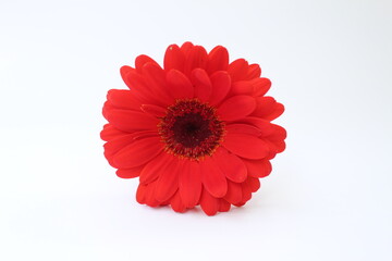 red gerbera daisy on white background