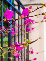 Bougainvillea pink blossom, Branches run through a wrought iron fence