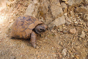 Spur thighed turtle or Testudo graeca in natural habitat