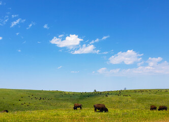 Bison in Summer, Custer State Park, South Dakota
