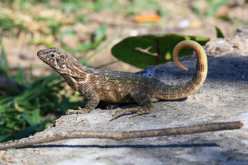 Fototapeta premium Eidechse auf Boden/Fels (Kuba)
