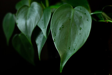 Close up philodendron cordatum heart shape leaf green plant on black backdrop
