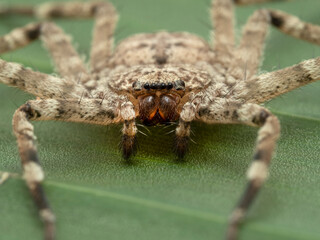 PC030041 close-up of flattie spider (Selenops rediatus), cECP 2021