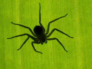 creepy silhouette of a flattie spider (Selenops rediatus) from North Africa, lurking underneath a banana leaf, backlit