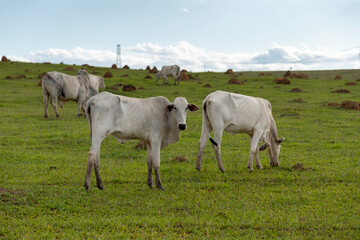 white Nelore cattle herd in the pasture