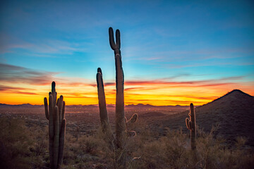 cacti at sunset