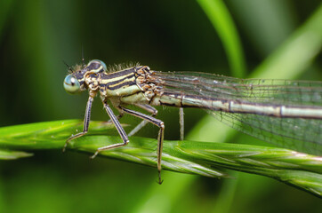 Dragonfly sits in the green grass in the morning