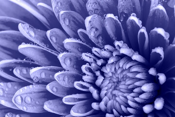 The color of 2022, Very Peri. Beautiful chrysanthemum flower and water drops on the petals close-up. selected sharpness