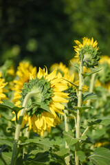 field of sunflowers