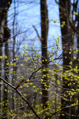 spring in the forest