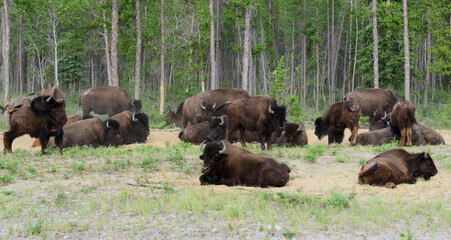 Wild bisons on the road to Fort Providence - obrazy, fototapety, plakaty